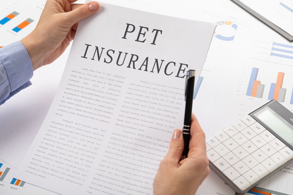 Top Pet Insurance Reviews for Your Furry Friends